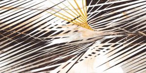 Гранитогрес Calacatta Gold Decor B 60x120